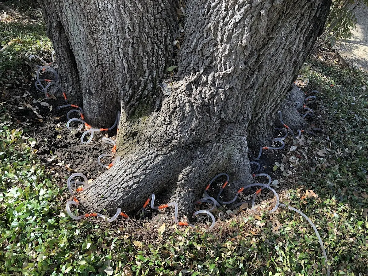 Detailed Tree Cabling and Bracing job site in Linefork