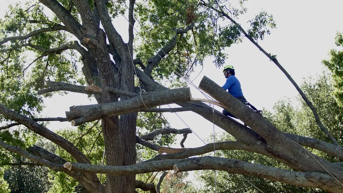 Professional Hazardous Tree Removal performed by certified arborists in Linefork