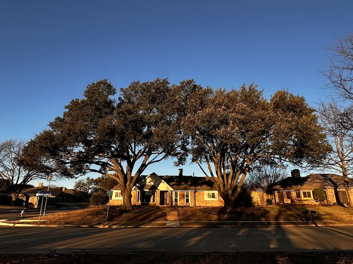 Established residential canopy tree shading a home in Linefork